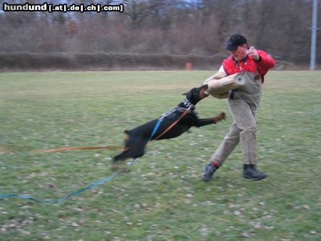 Dobermann Hunde Foto 9000 Dobermann Qui Vive - Schutz