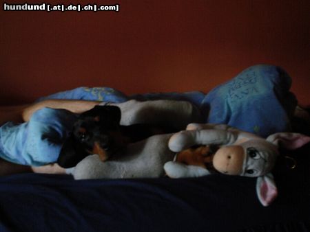 Dobermann Hunde Foto 15540 in höherer Auflösung ansehen Dobermann