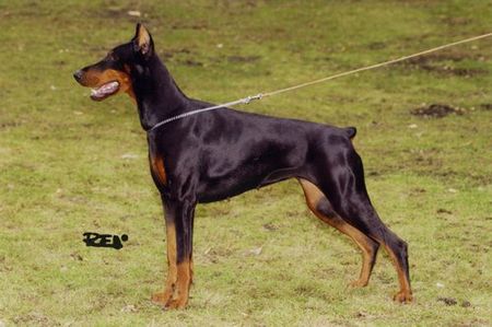 Dobermann Hunde Foto 2481 Dobermann 5x CAC, CACIB, BOB, R:CACIB, R:CAC, IPO1, SchH1, ZVV1, T1, BH
