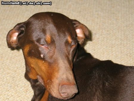 Dobermann Hunde Foto 10091 Dobermann Tairi,8