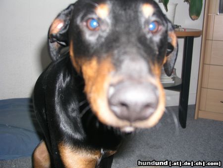 Dobermann Hunde Foto 23099 Dobermann Guckuck,ich bin's,der Nando!