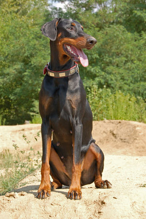 Dobermann Hunde Foto 34907 Dobermann Annie