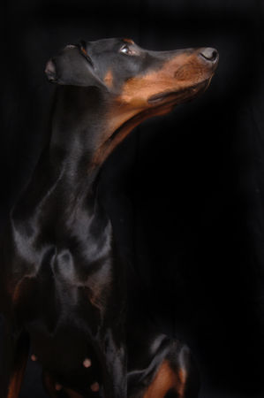 Dobermann Hunde Foto 36522 Dobermann schwarz auf schwarz