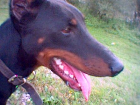 Dobermann Hunde Foto 27236 in höherer Auflösung ansehen Dobermann zak (mein schatz)