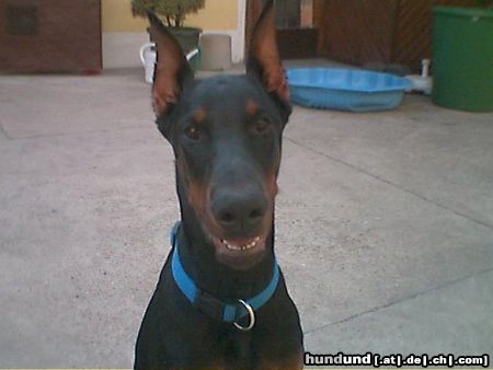 Dobermann Hunde Foto 6445 Dobermann Chester mit 5 Monaten (Helios von Toonstadt)
