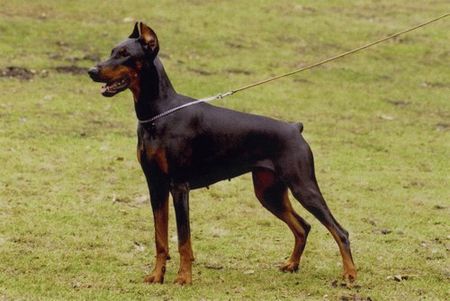 Dobermann Hunde Foto 2484 Dobermann Wanja Wandor v. Stevinhage x Judyt Dunafa