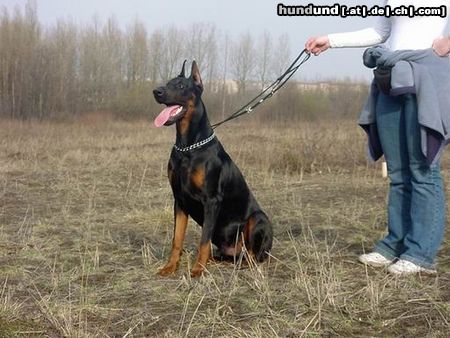 Dobermann Hunde Foto 10203 Dobermann Dimen Daker 10 monate