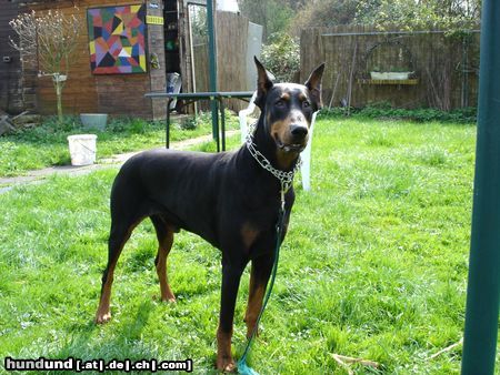 Dobermann Hunde Foto 20745 in höherer Auflösung ansehen Dobermann Adonis