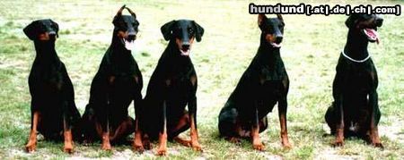 Dobermann Hunde Foto 18643 in höherer Auflösung ansehen Dobermann Was ist den Hier los !!