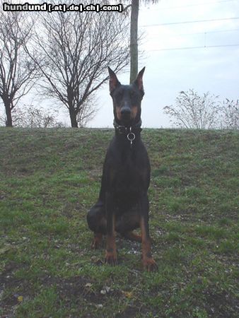 Dobermann Hunde Foto 7639 Dobermann Qui Vive