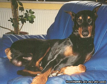 Dobermann Hunde Foto 12566 Dobermann Arys, unser Schmuckstück