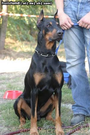 Dobermann Hunde Foto 5807 Dobermann Aaron von Vasoldsberg
