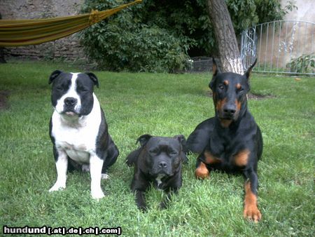 Dobermann Hunde Foto 3380 Dobermann Mein Dobi und meine beiden Staff.Bull.