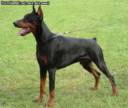 Dobermann Hunde Foto 25108 Dobermann Alpha Best of Milano IDC 2005