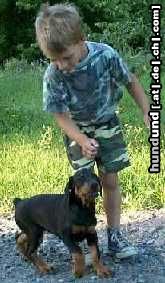 Dobermann Hunde Foto 4678 Dobermann 1.6.2003 (Arnold Halit Pasa x If Cerny trun)