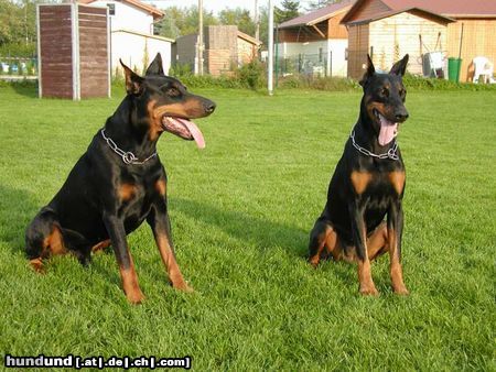 Dobermann Hunde Foto 7002 Dobermann