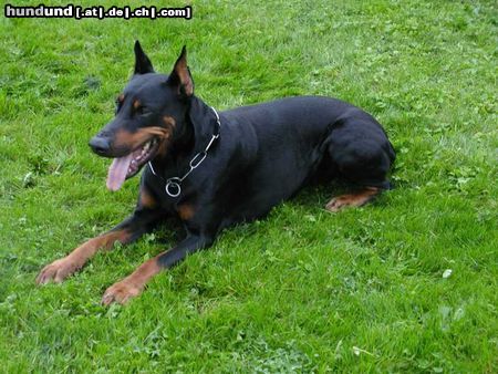 Dobermann Hunde Foto 7001 Dobermann