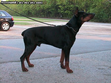 Dobermann Hunde Foto 6728 Dobermann Amos von Monza