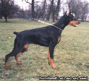 Dobermann Hunde Foto 9767 Dobermann Anaconda Akagera 8 months