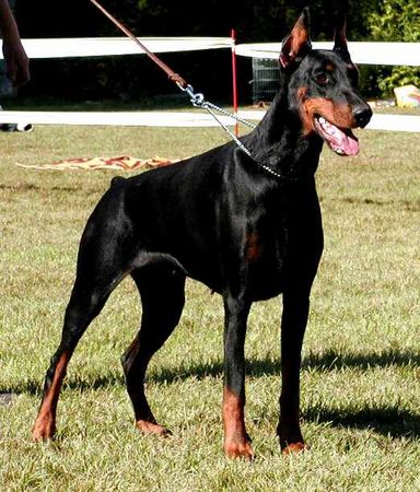 Dobermann Hunde Foto 1543 Dobermann Anne Halit Pasa ( Gino Gomez del Citone x Frezie Bohemia Gotika )