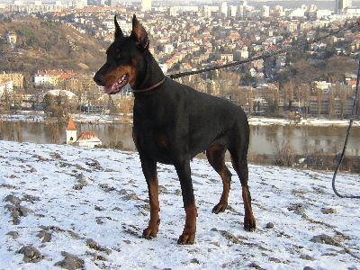 Dobermann Hunde Foto 2154 Dobermann