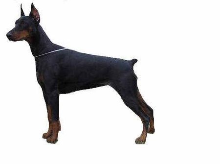 Dobermann Hunde Foto 1542 Dobermann Anne Halit Pasa ( Gino Gomez del Citone x Frezie Bohemia Gotika )
