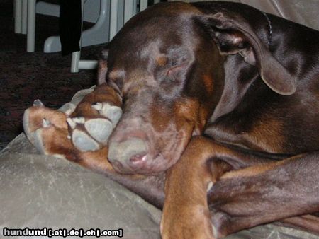 Dobermann Hunde Foto 17751 in höherer Auflösung ansehen Dobermann Keiner kann seine Pfoten so verknoten, wie unser Anouk