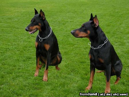 Dobermann Hunde Foto 6729 Dobermann Amos von Monza