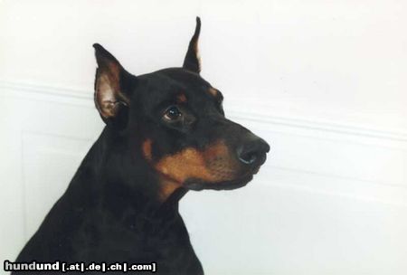 Dobermann Hunde Foto 6906 Dobermann Aristo von Monza,Rufname Apollo