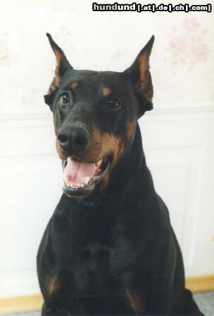 Dobermann Hunde Foto 6904 Dobermann Aristo von Monza,Rufname Apollo