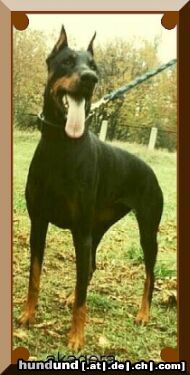 Dobermann Hunde Foto 9772 Dobermann Arlen z Lechickiej Doliny IPO2