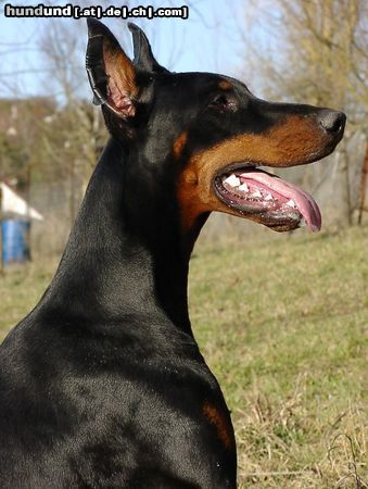 Dobermann Hunde Foto 11214 Dobermann asics