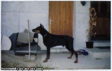 Dobermann Hunde Foto 7936 Dobermann Atos