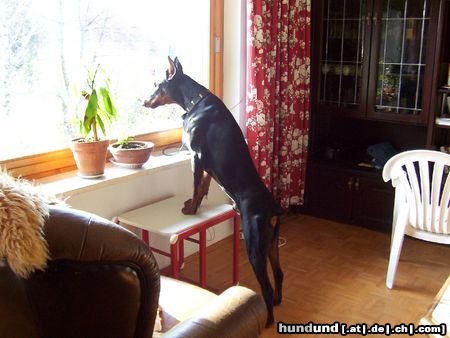 Dobermann Hunde Foto 7647 Dobermann BALKO v.d. Armin Eiche