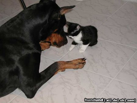 Dobermann Hunde Foto 6664 Dobermann Erste Annäherunsversuche des kleinen Bertis bei Apollo