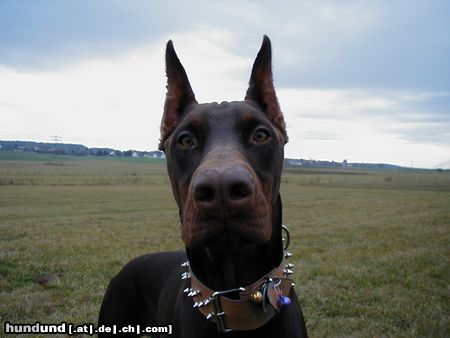 Dobermann Hunde Foto 17240 Dobermann