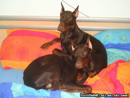 Dobermann Hunde Foto 19574 Dobermann Zeit zum schlafen ...