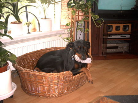 Dobermann Rocky hat geklaut