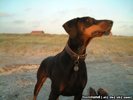 Dobermann Hunde Foto 15367 Dobermann Alina am Strand