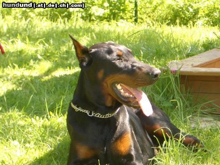 Dobermann Hunde Foto 16288 Dobermann Ginger sonnt sich