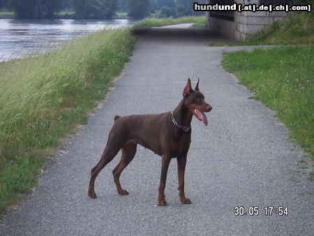 Dobermann Hunde Foto 25986 Dobermann akira von milanohomem