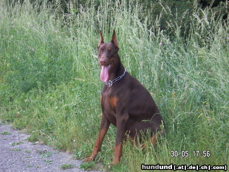 Dobermann Hunde Foto 25965 Dobermann Akira von Milano Home