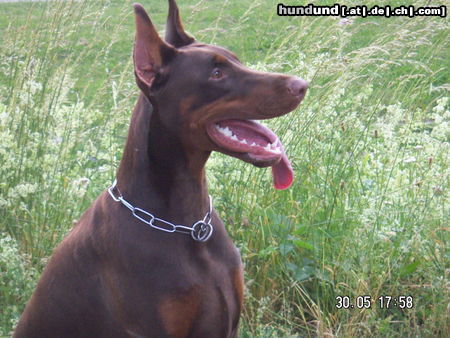 Dobermann Hunde Foto 25988 Dobermann akira von milanohome