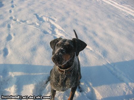 Dobermann Hunde Foto 15368 Dobermann Alina im Schnee