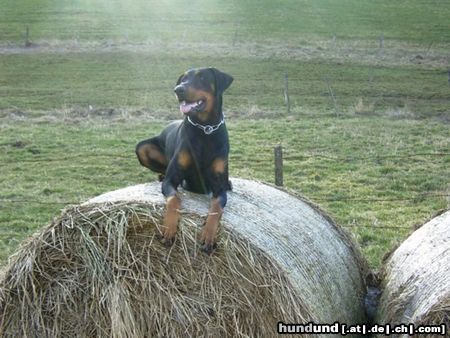 Dobermann Hunde Foto 15815 Dobermann Jerry