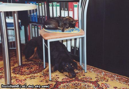 Dobermann Hunde Foto 25651 Dobermann Aron und Freundin Tina