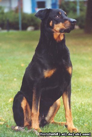 Dobermann Hunde Foto 25625 Dobermann Aron