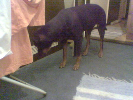 Dobermann Hunde Foto 30646 in höherer Auflösung ansehen Dobermann hallo
