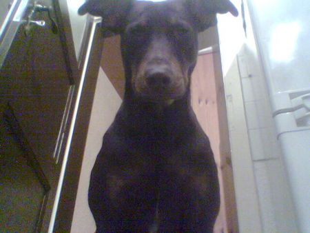 Dobermann Hunde Foto 30644 in höherer Auflösung ansehen Dobermann ich glaub ich kann fliegen!