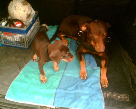 Dobermann Hunde Foto 40538 in höherer Auflösung ansehen Dobermann Emma und Boots